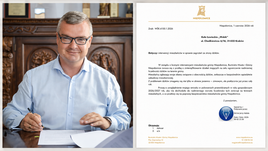 Dziki coraz bliżej. Burmistrz Niepołomic apeluje do kół łowieckich o działanie