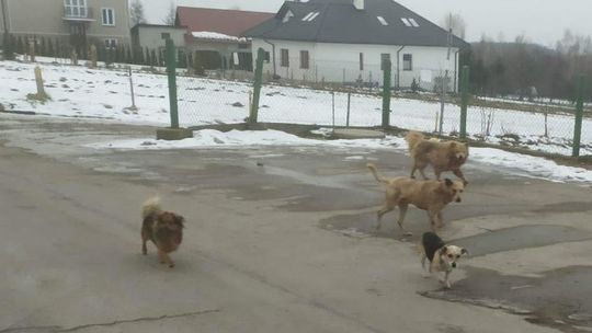 Informacja dla właścicieli psów wolno biegających w Brzeziu