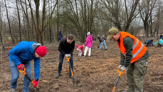 Kraków: mieszkańcy wspólnie posadzili nowy las. 1500 sadzonek trafiło do ziemi Kraków: mieszkańcy wspólnie posadzili nowy las. 1500 sadzonek trafiło do ziemi