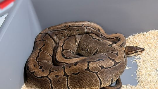 Krakowscy policjanci zabezpieczyli 148 pytonów królewskich Krakowscy policjanci zabezpieczyli 148 pytonów królewskich