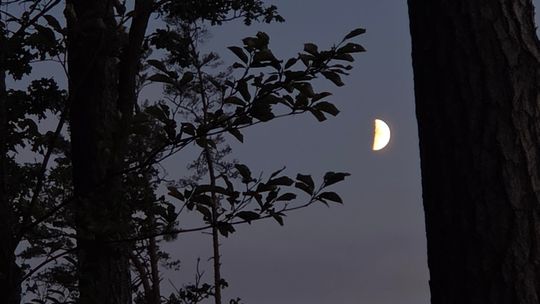 Puszcza Niepołomicka nocą. Spacer po lesie w dźwiękach dzikiej natury