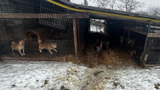 Wieliccy policjanci ujawnili nieprawidłowości w opiece nad zwierzętami Wieliccy policjanci ujawnili nieprawidłowości w opiece nad zwierzętami