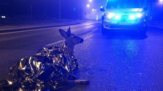 Zbudują ośrodek rehabilitacji dla dzikich zwierząt