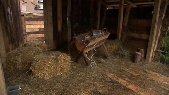 Żywa szopka bożonarodzeniowa w Krakowie. Zwierzęta wypożyczono z zoo