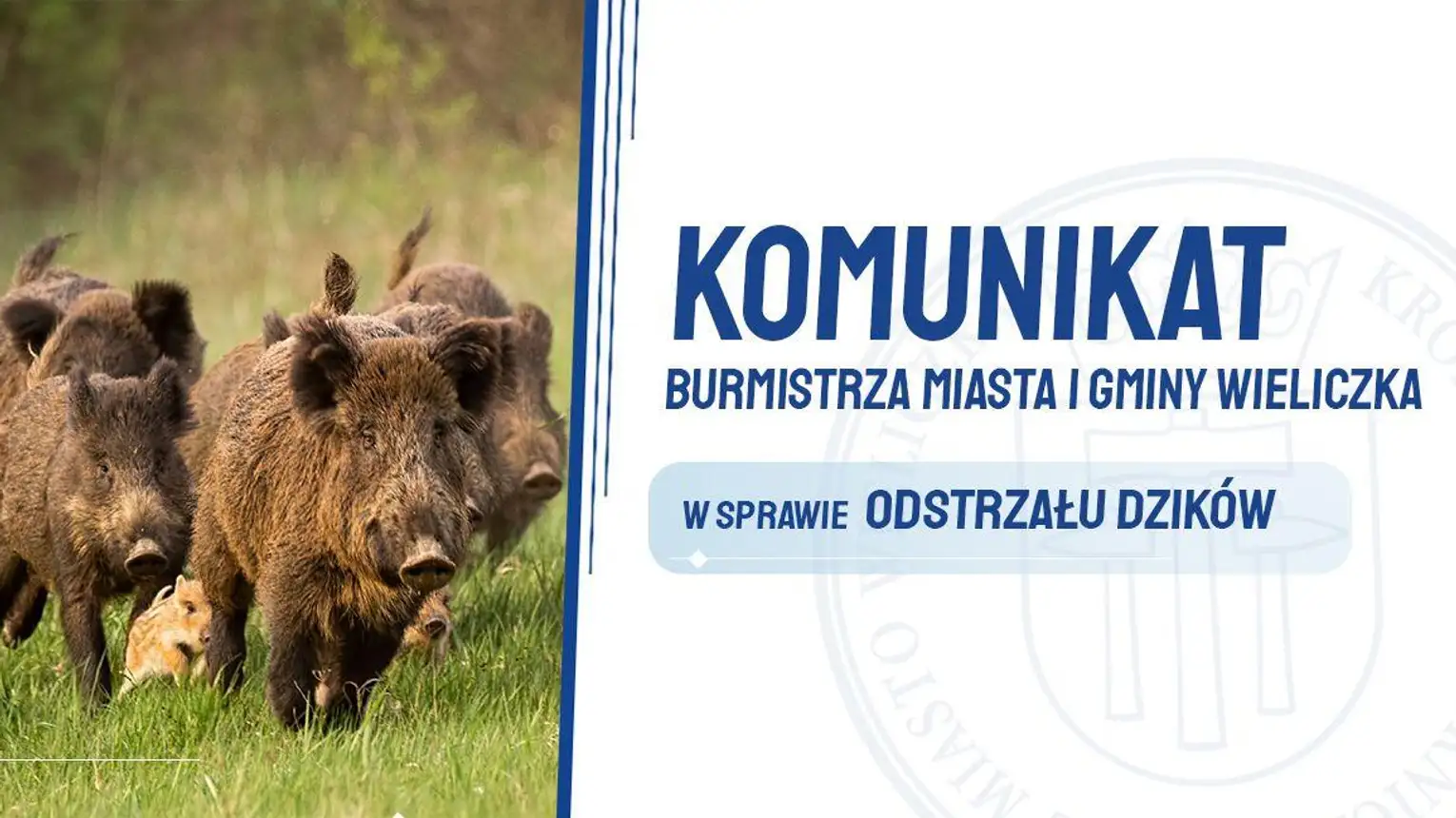 Wieliczka. Komunikat w sprawie dzików