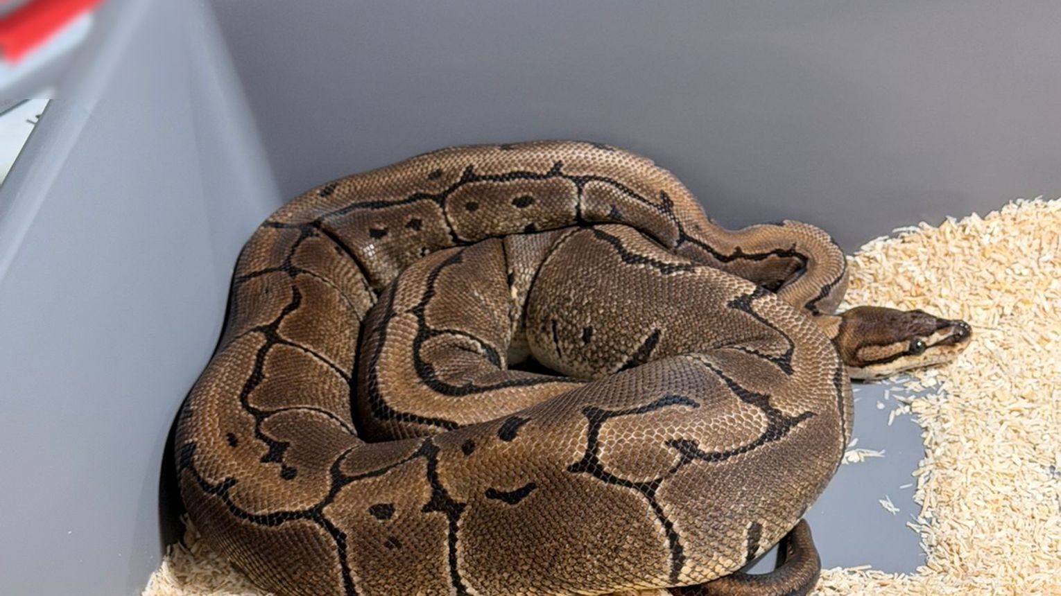 Krakowscy policjanci zabezpieczyli 148 pytonów królewskich