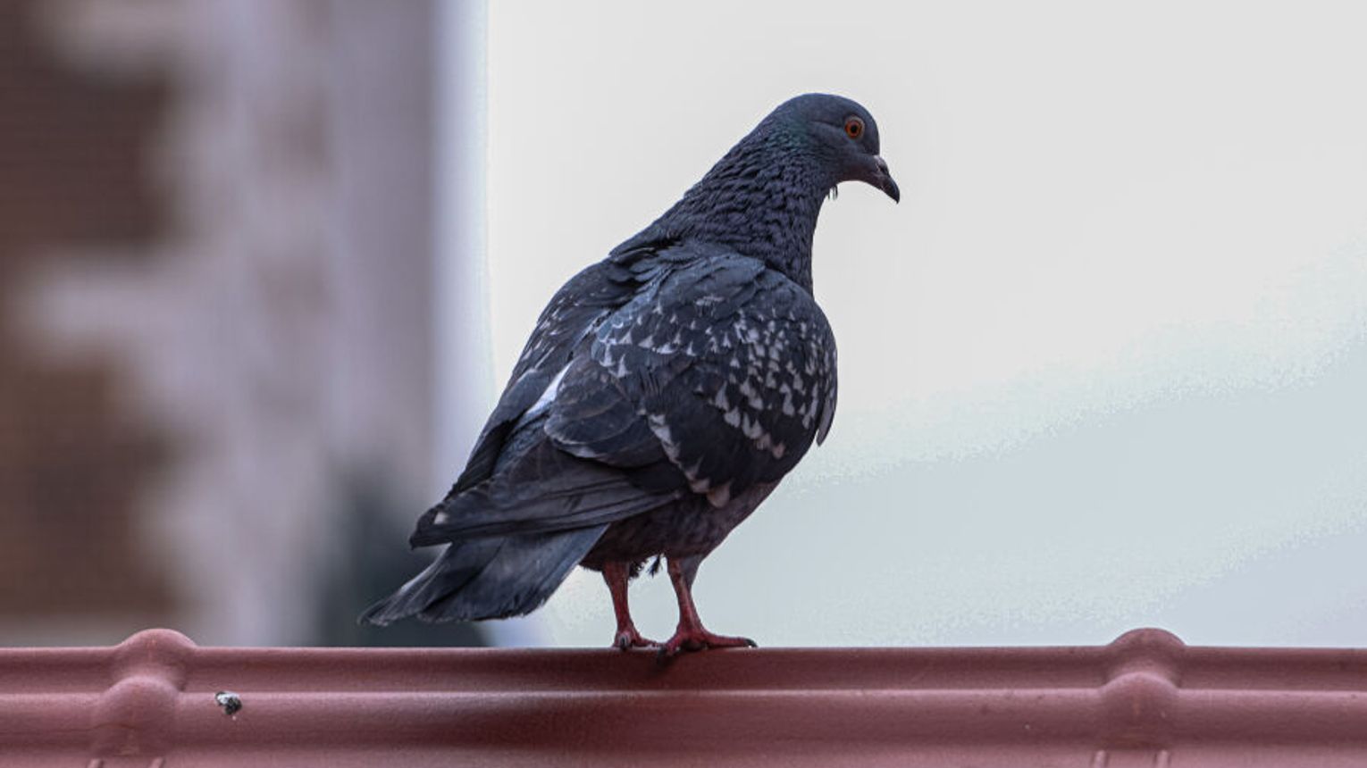 Miasto planuje testowanie antykoncepcji dla gołębi