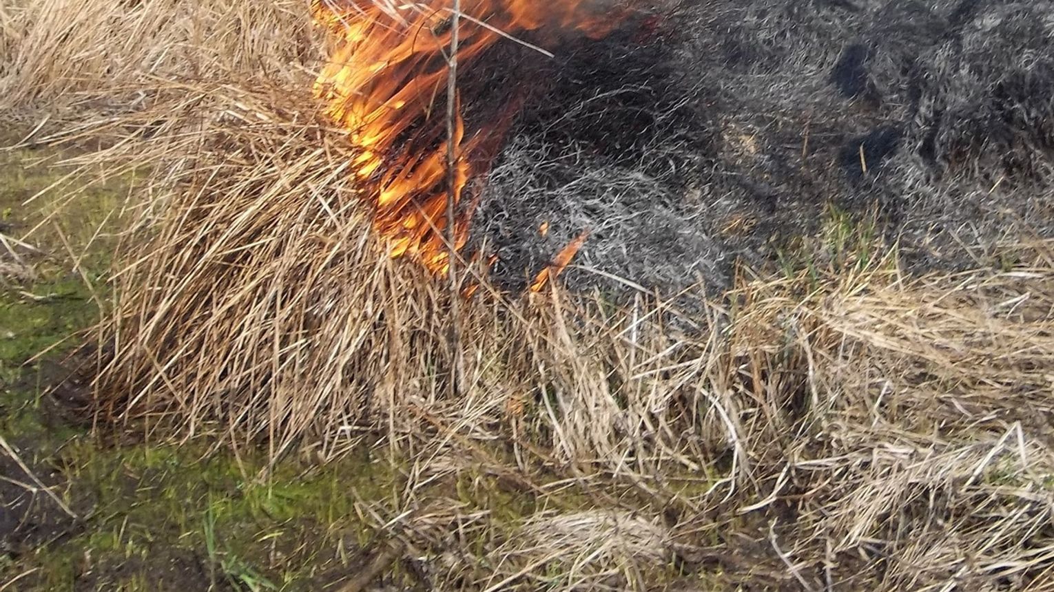 Policja ostrzega: wypalanie traw jest niebezpieczne, szkodliwe i karalne