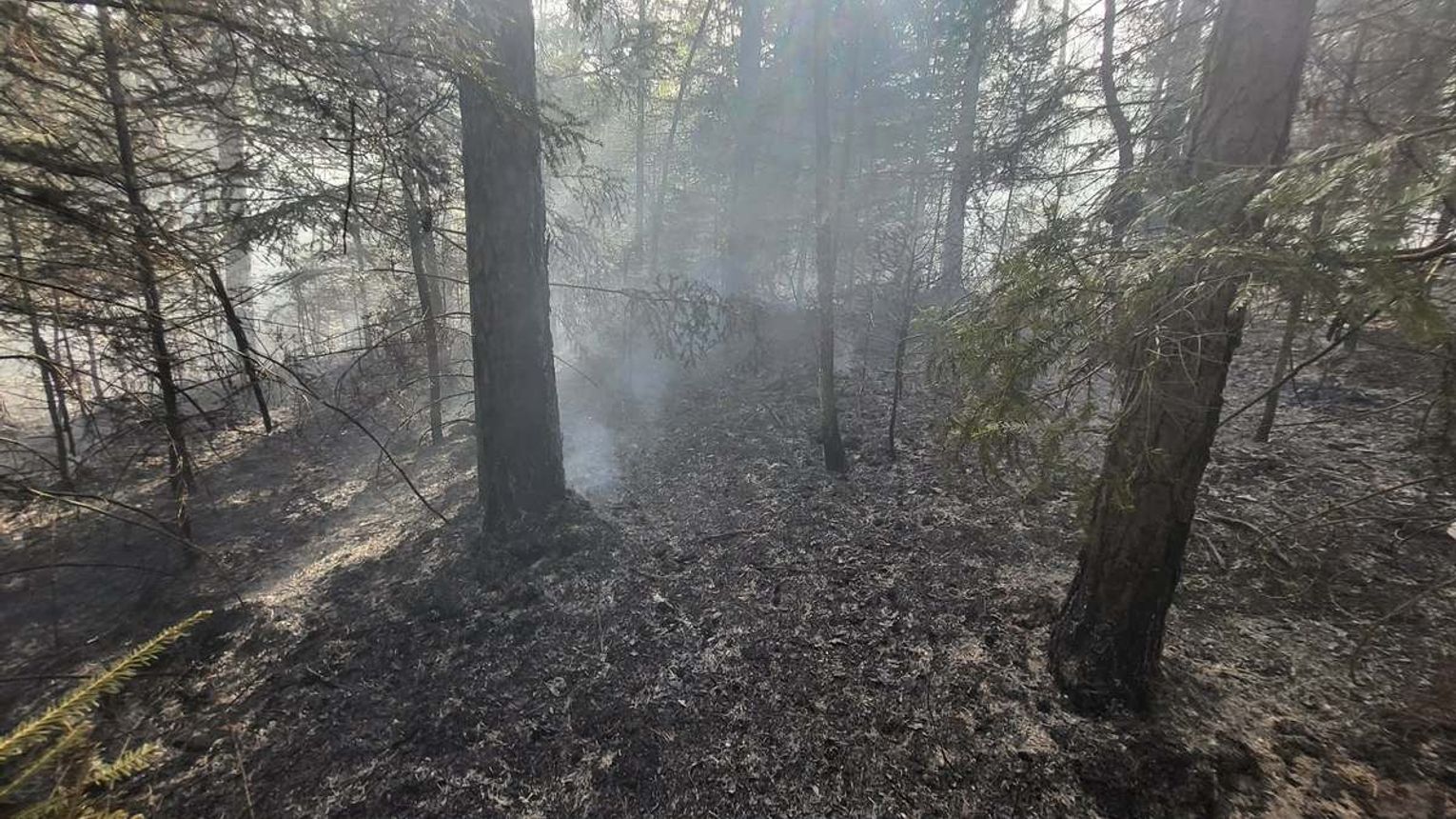 Policja zatrzymała podejrzanego o podpalenie lasu na bocheńszczyźnie. Spłonęło 5 hektarów!