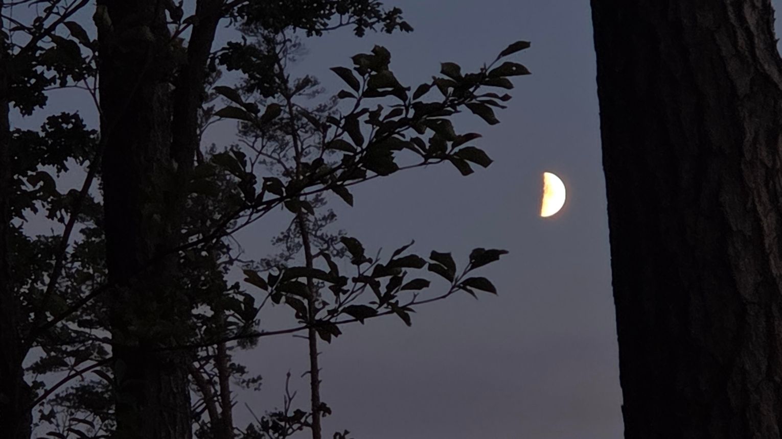 Puszcza Niepołomicka nocą. Spacer po lesie w dźwiękach dzikiej natury