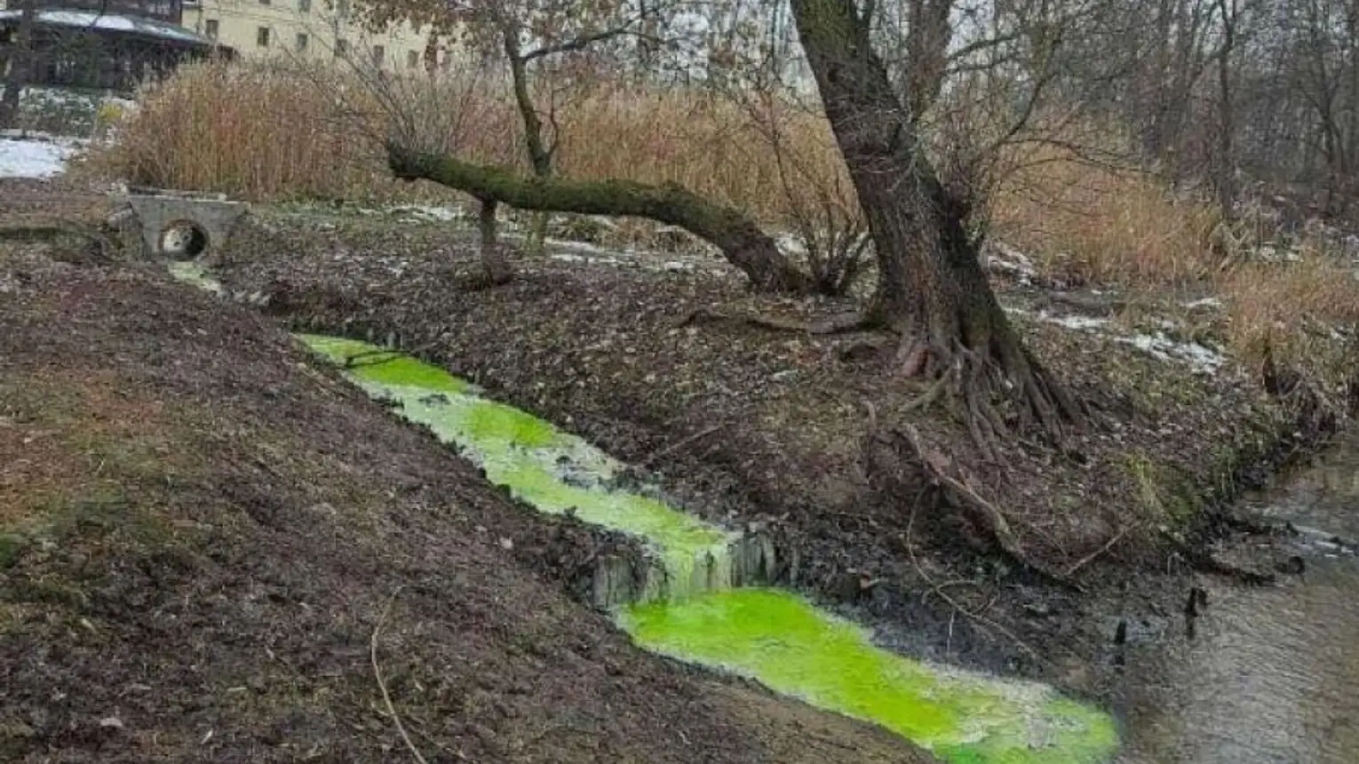 Zielony barwnik w wodzie w Swoszowicach