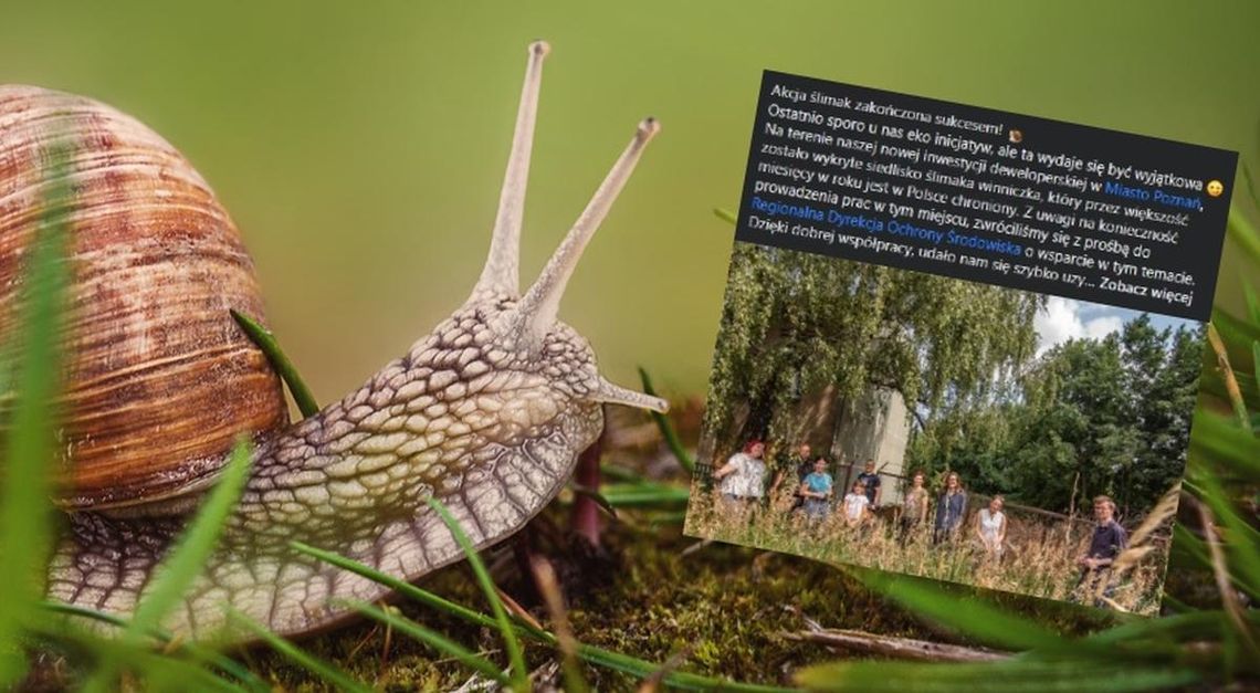 Budowa wstrzymana. Trzeba było ewakuować...400 ślimaków