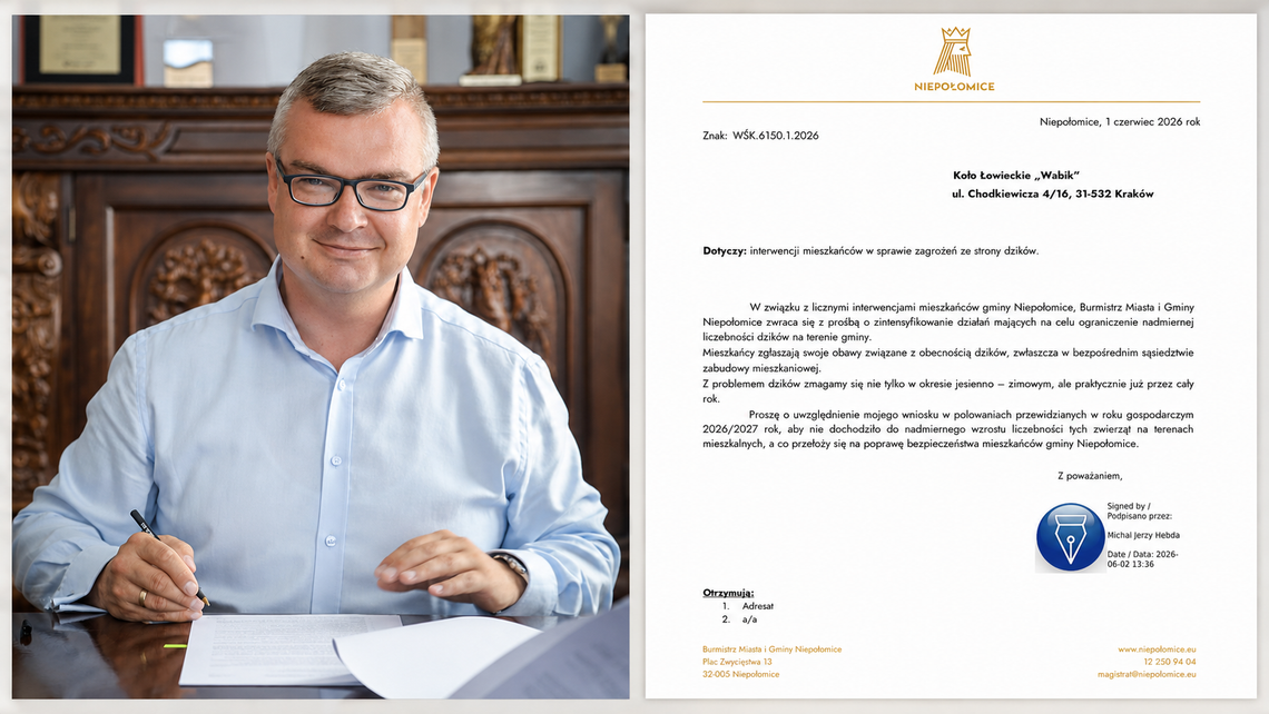 Dziki coraz bliżej. Burmistrz Niepołomic apeluje do kół łowieckich o działanie