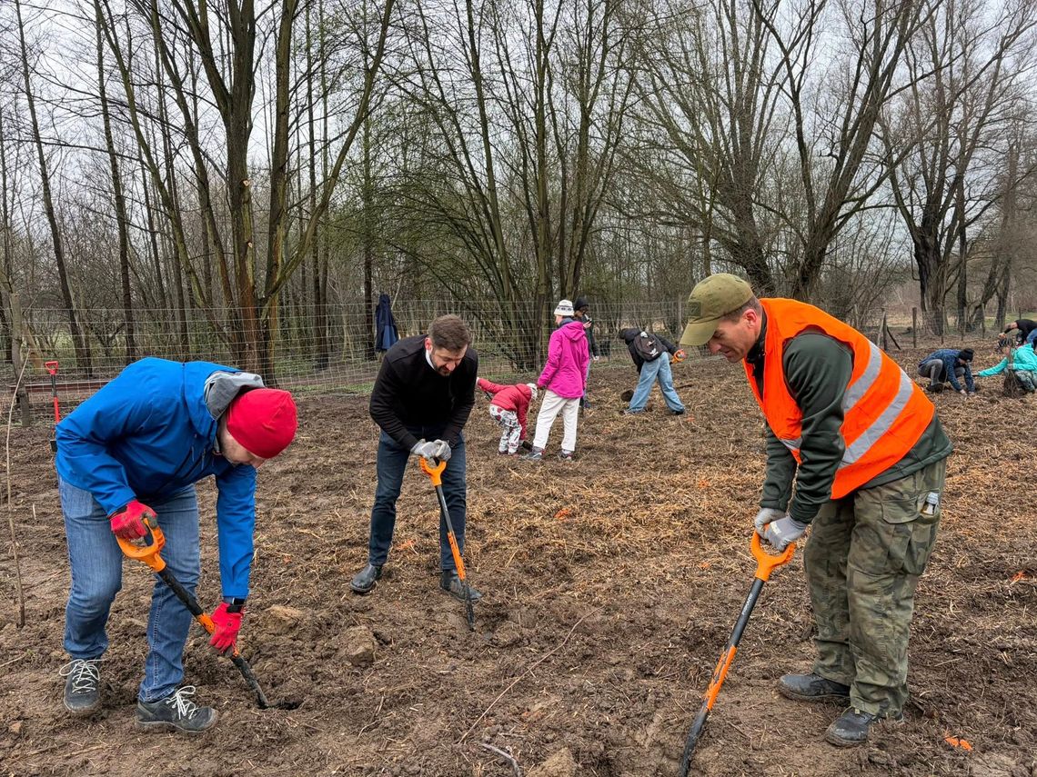 Kraków: mieszkańcy wspólnie posadzili nowy las. 1500 sadzonek trafiło do ziemi Kraków: mieszkańcy wspólnie posadzili nowy las. 1500 sadzonek trafiło do ziemi