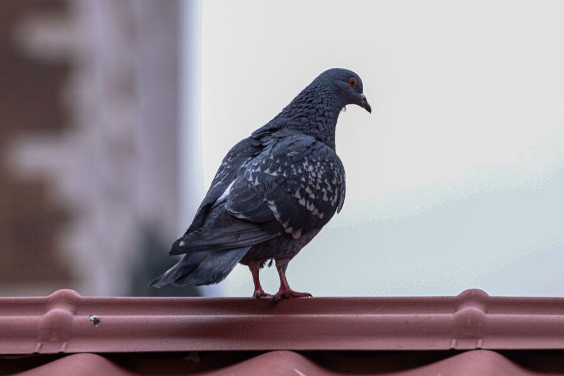 Miasto planuje testowanie antykoncepcji dla gołębi Miasto planuje testowanie antykoncepcji dla gołębi