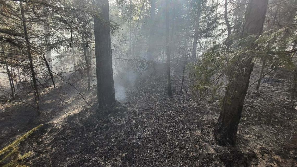 Policja zatrzymała podejrzanego o podpalenie lasu na bocheńszczyźnie. Spłonęło 5 hektarów!