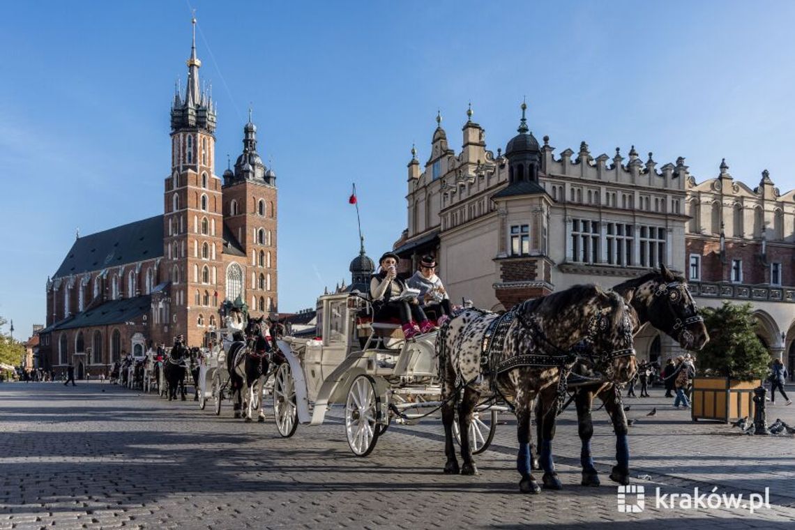 Prezydent Krakowa wypowiada umowę dorożkarzowi znęcającemu się nad koniem