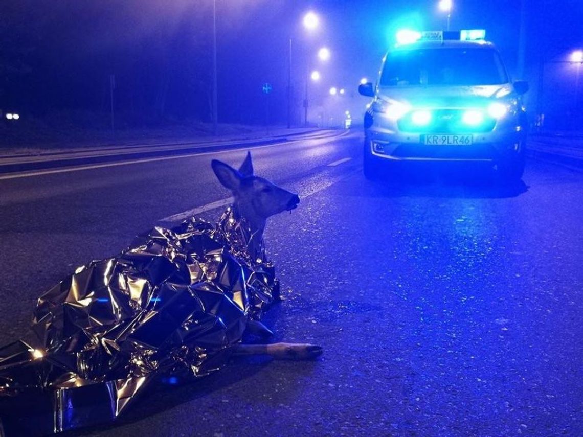 Zbudują ośrodek rehabilitacji dla dzikich zwierząt