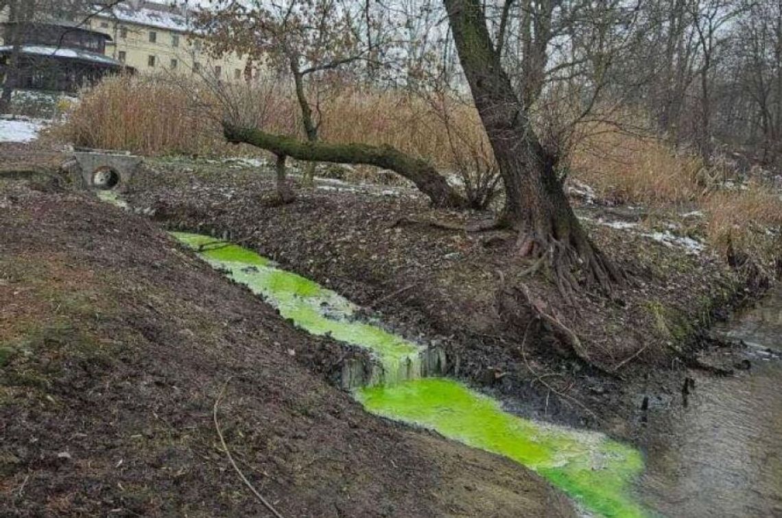 Zielony barwnik w wodzie w Swoszowicach