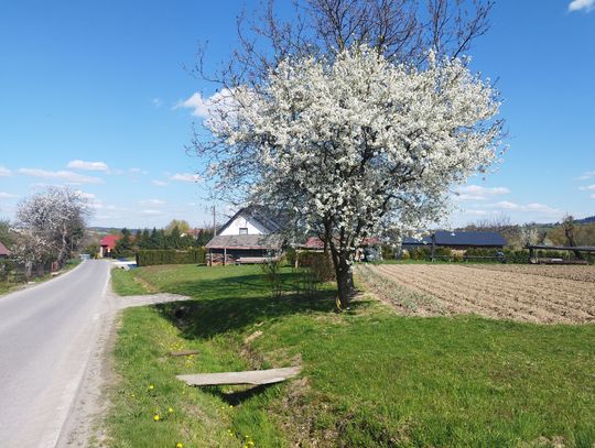 Piękny kwiecień w Gminie Trzciana [zdjęcia]